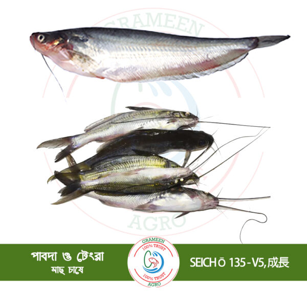 SEICHŌ 135 - 成長 V5 (টেংরা ও পাবদা মাছের জন্য)