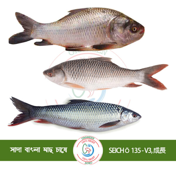 SEICHŌ 135 - 成長 V3 (সাদা বাংলা মাছের জন্য)